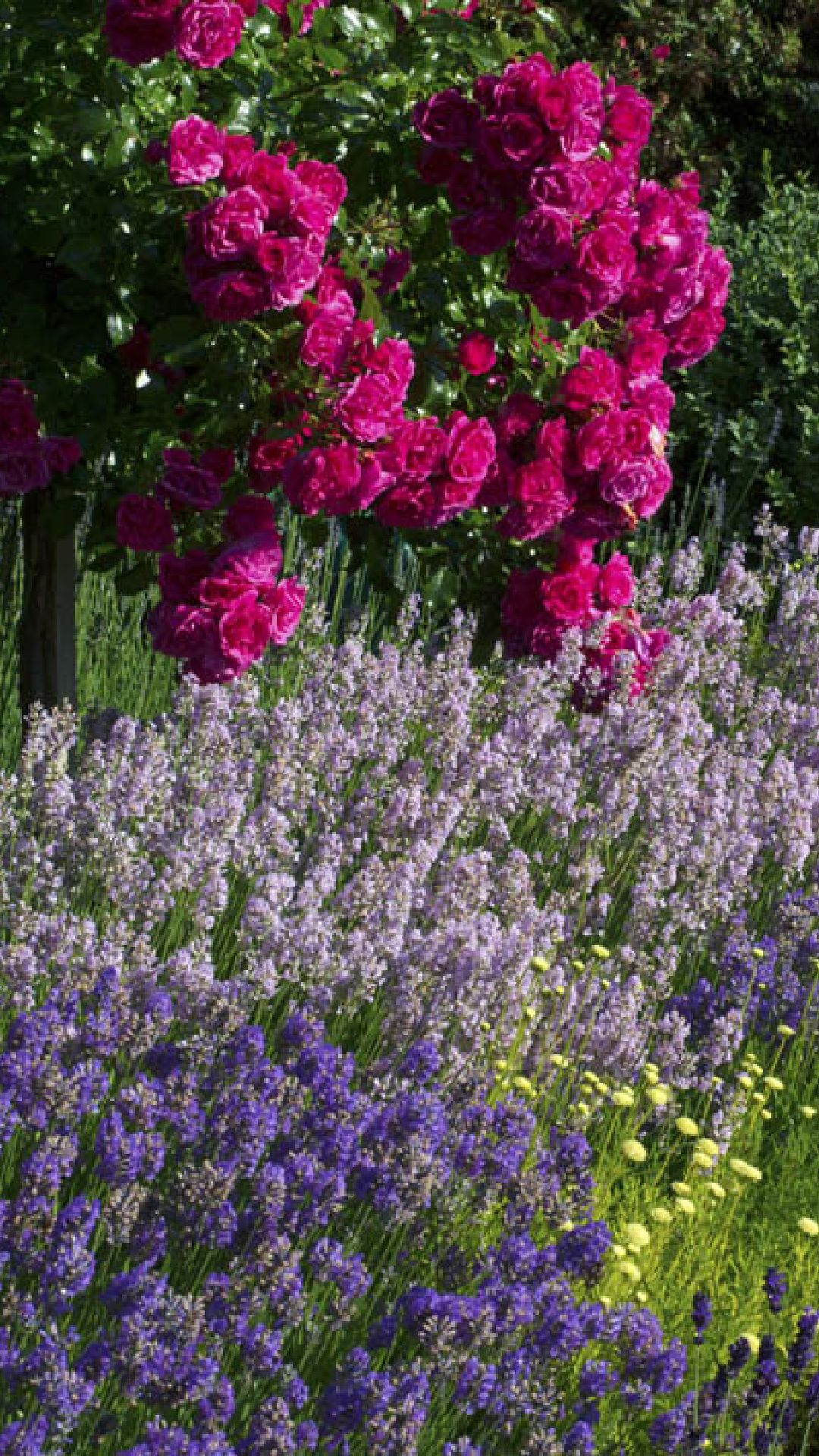 Claire Merriman Design -Lavender and Rose Garden - 03